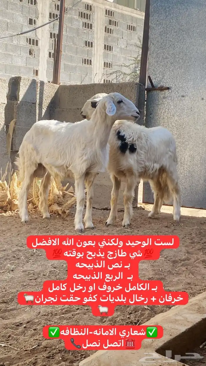 خرفان بلديه 0