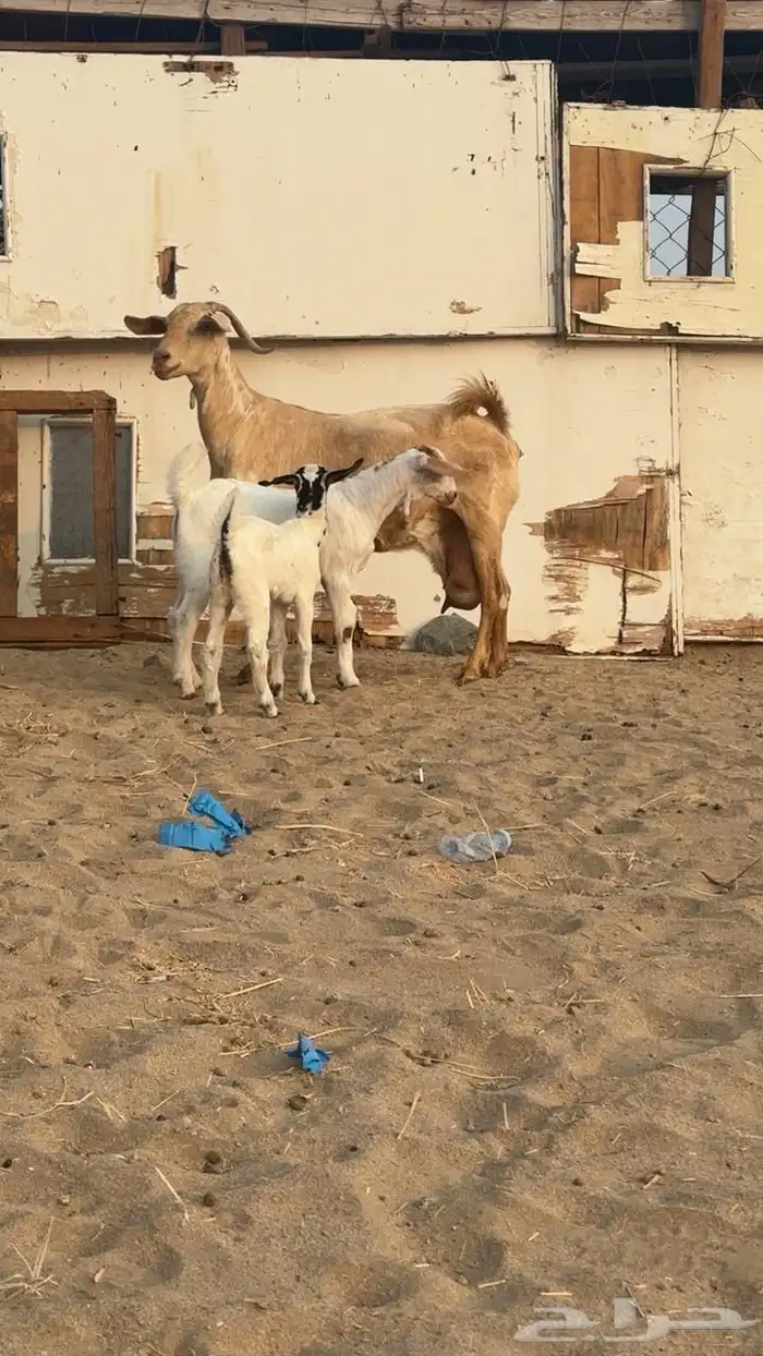 عنز معه اثنين 0