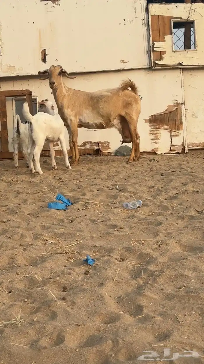 عنز معه اثنين 4