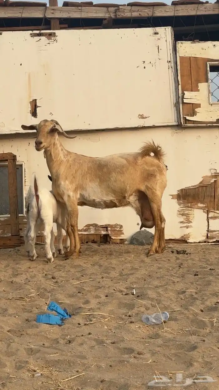 عنز معه اثنين 3