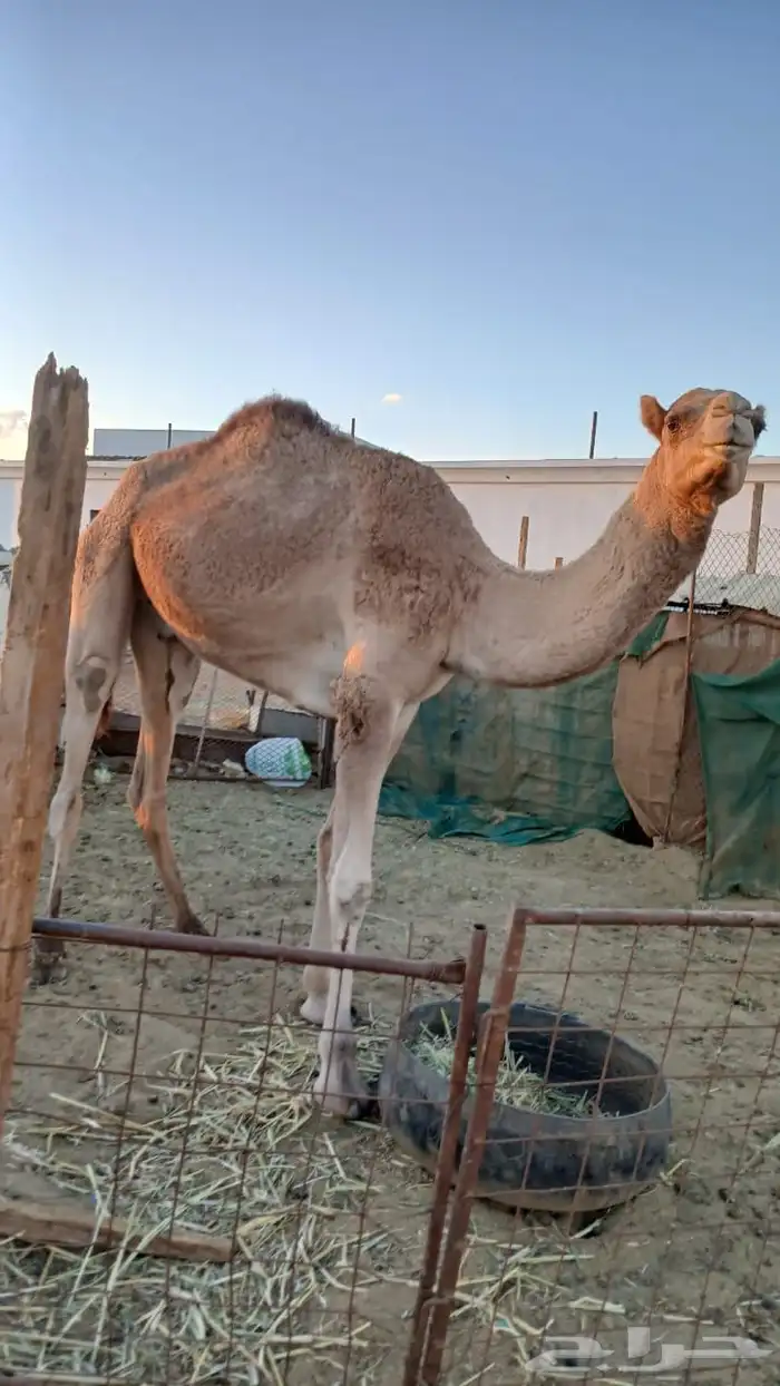 قعود للبيع 2