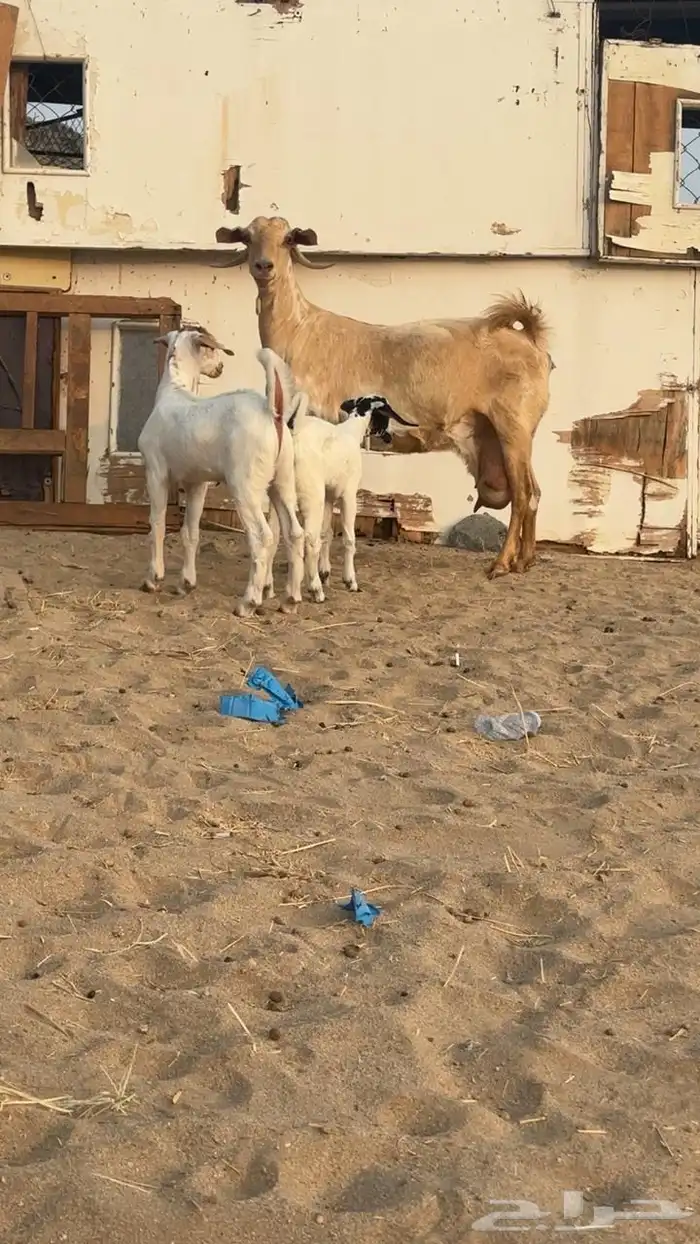 عنز معه اثنين 1