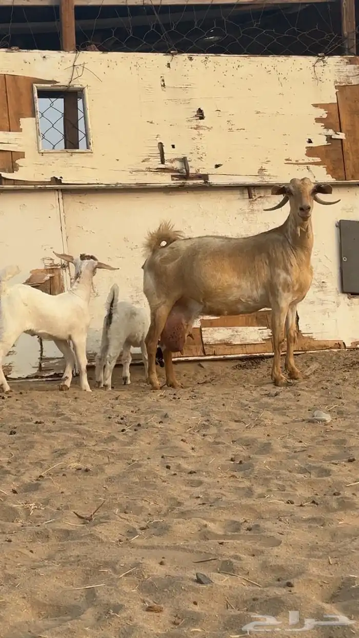 عنز معه اثنين 2