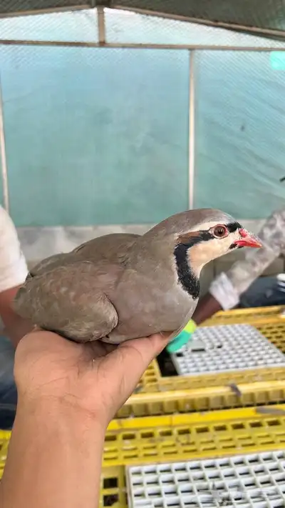 قهابا شنير العمر 8 شهور index