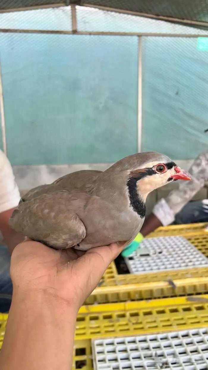 قهابا شنير العمر 8 شهور 1