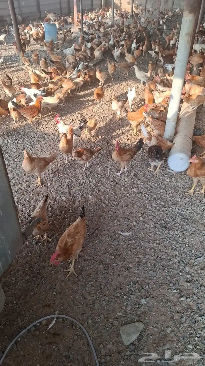 صوص عمر شهرين 2