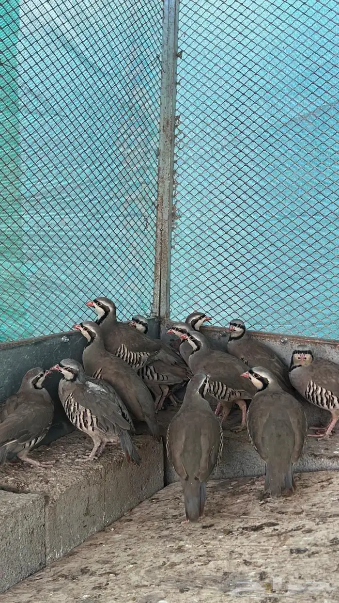 قهابا شنير العمر 8 شهور 0