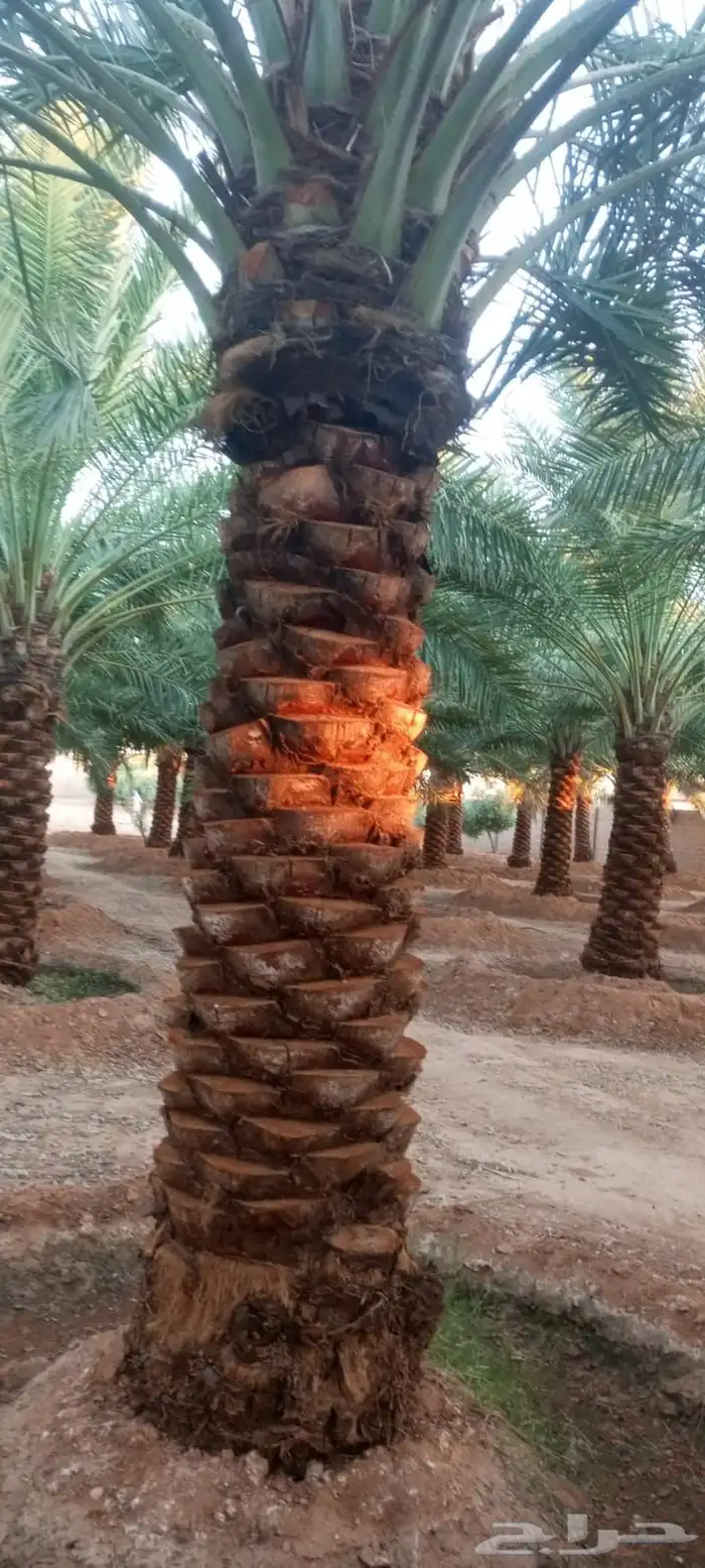 نخيل عربي فسائل نخل نخل عربي نقايل 15