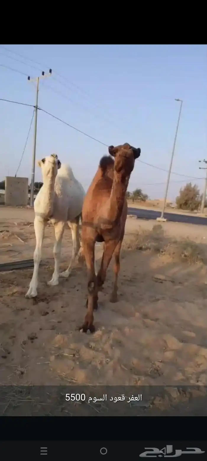 قعود وبكره 4