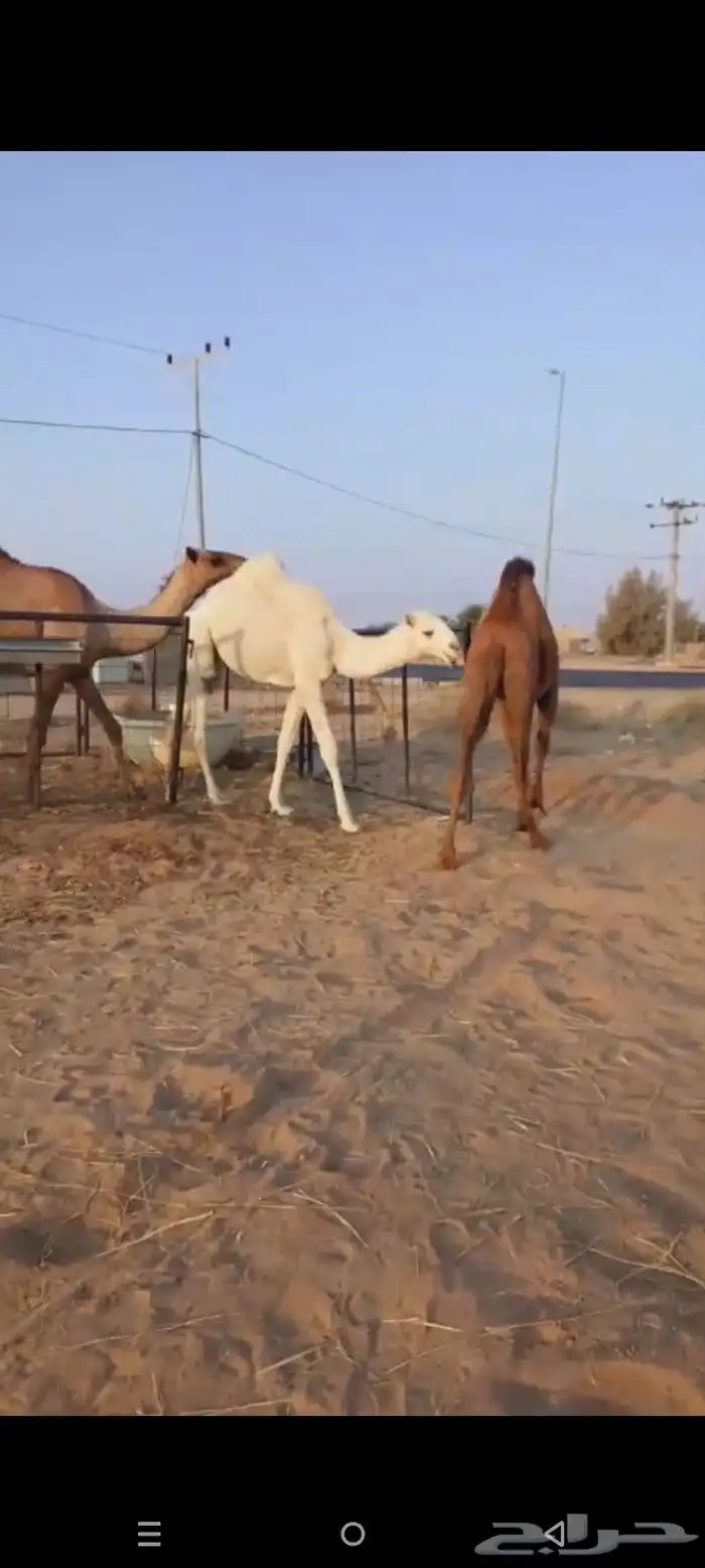 قعود وبكره 6