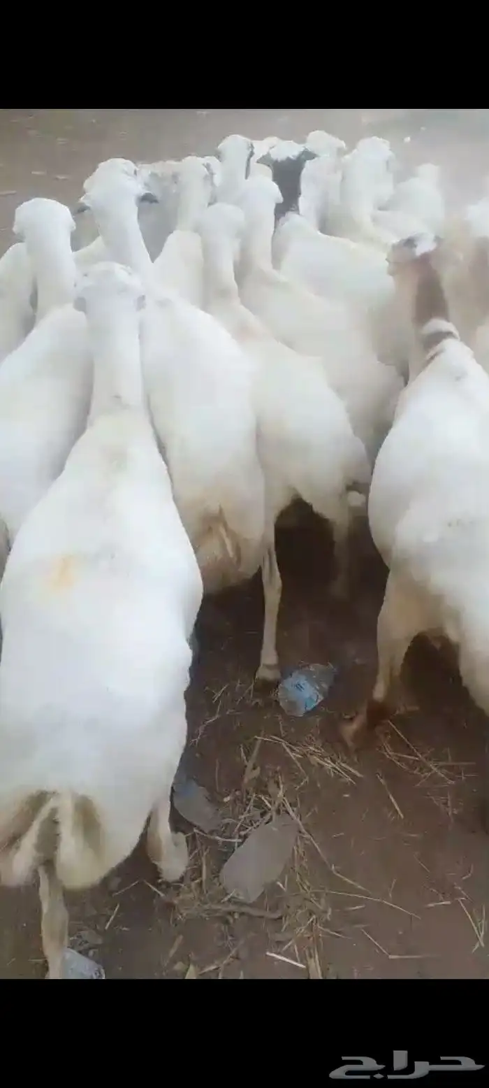 ضأن قرايب دفيع فااخره على شرط فحص سونار العدد60راس مراح واحد 7