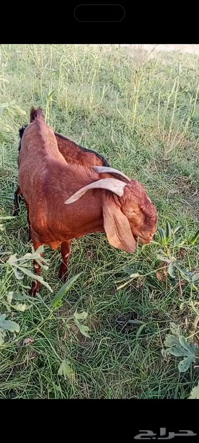 تيس ادهم مطور مشروط 1