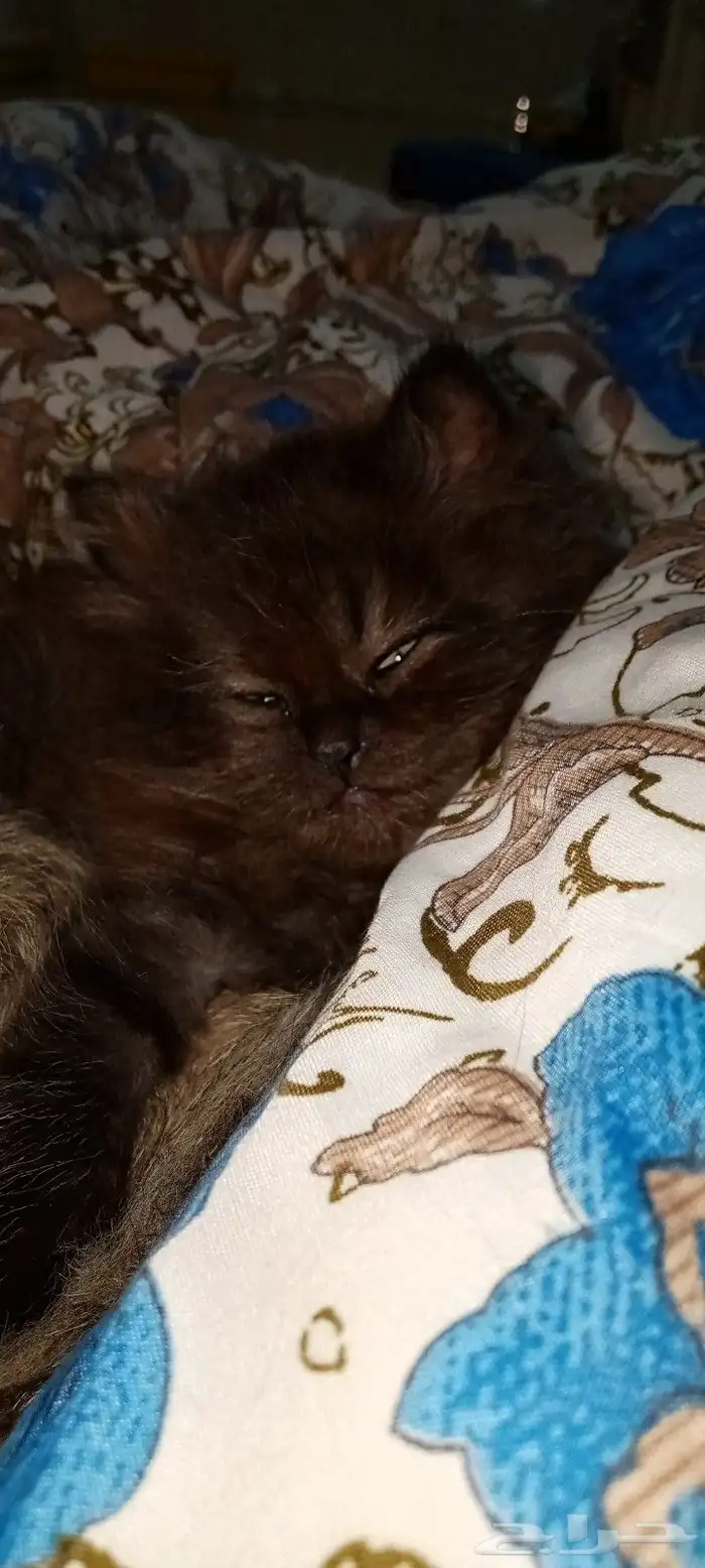 3 كيتن سكواتش ستريت للبيع 4