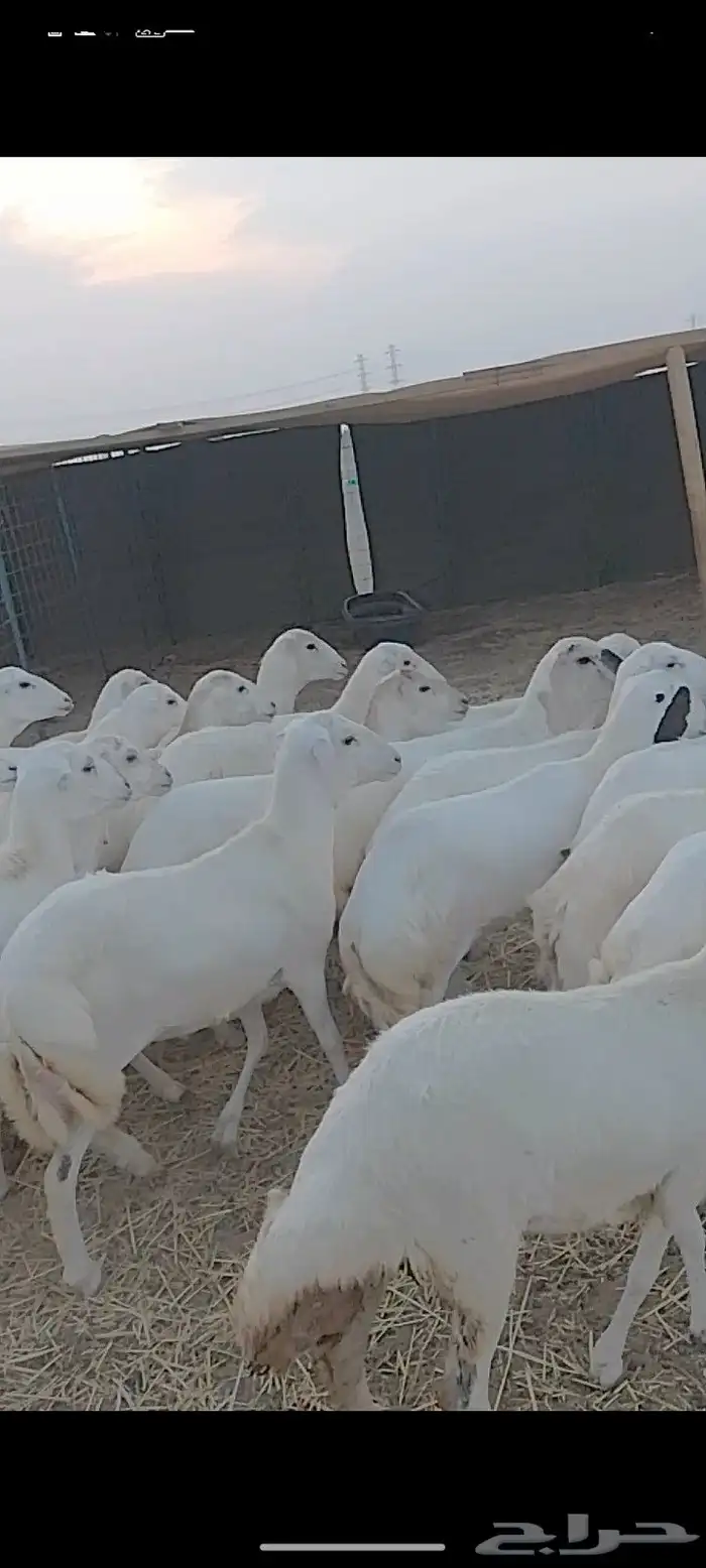 عشرين رخال جذعات من 1050 0