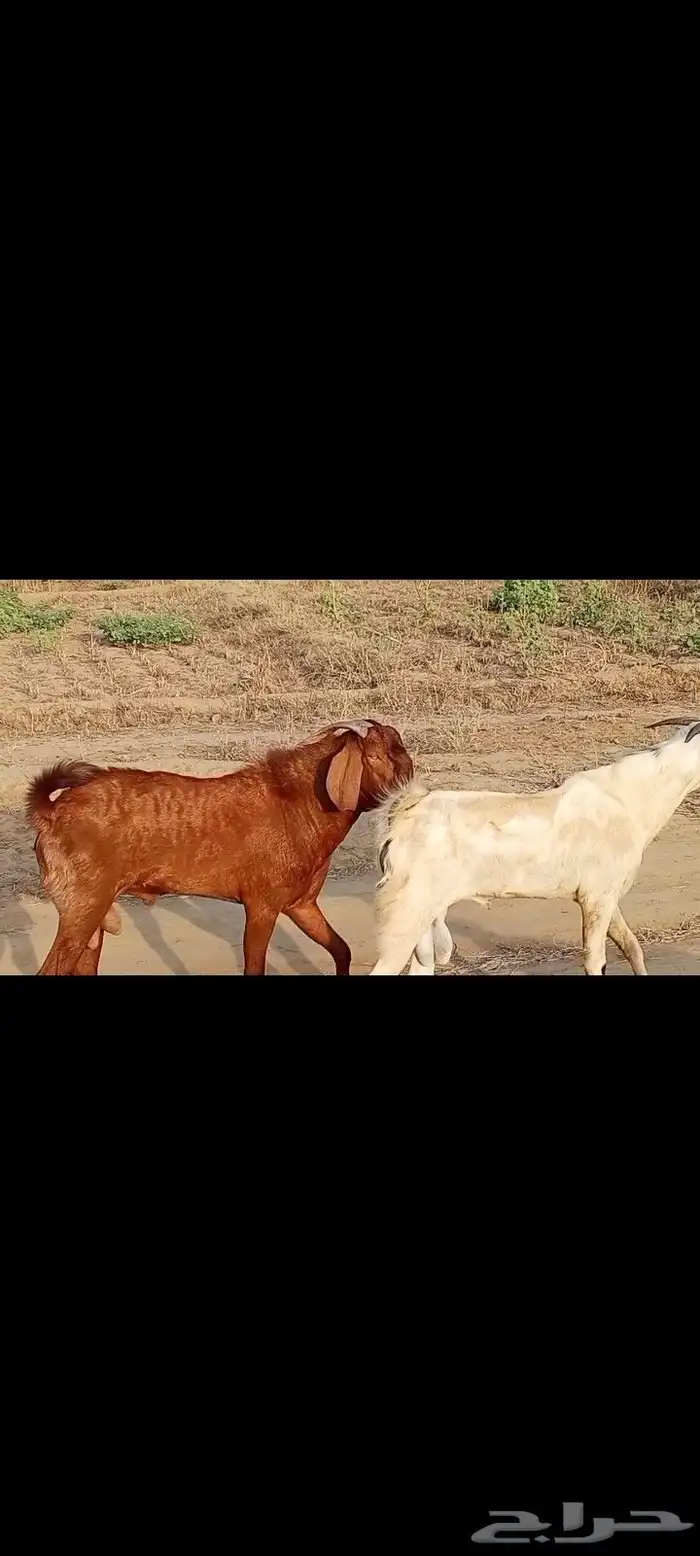 تيس ادهم مطور مشروط 2