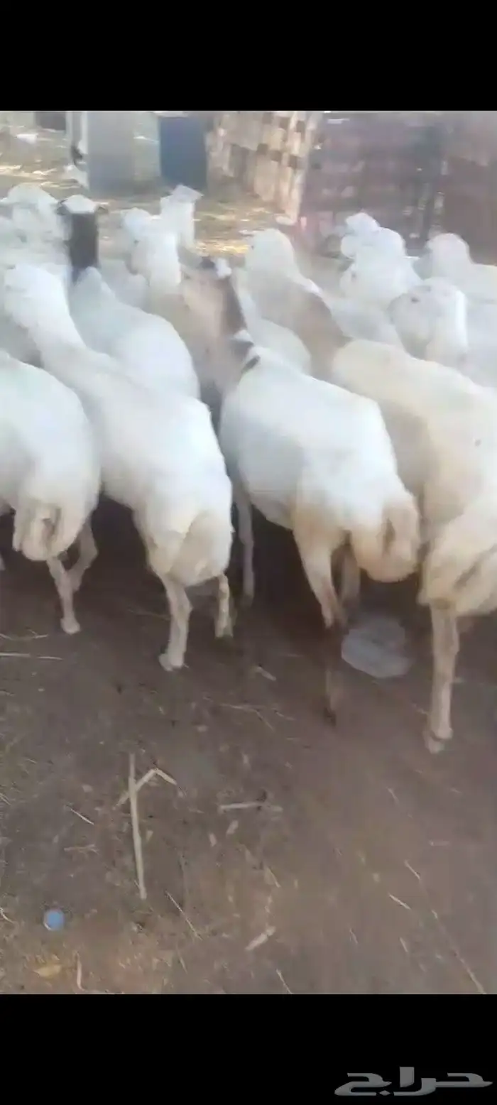 ضأن قرايب دفيع فااخره على شرط فحص سونار العدد60راس مراح واحد 3