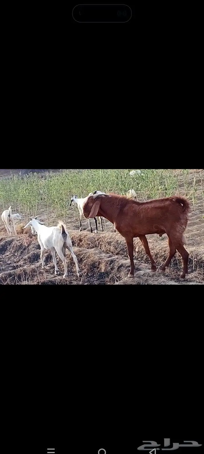 تيس ادهم مطور مشروط 5