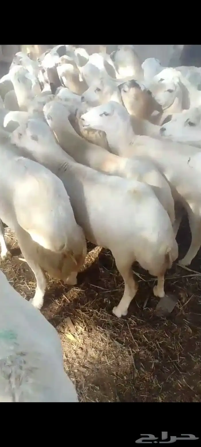 ضأن قرايب دفيع فااخره على شرط فحص سونار العدد60راس مراح واحد 1