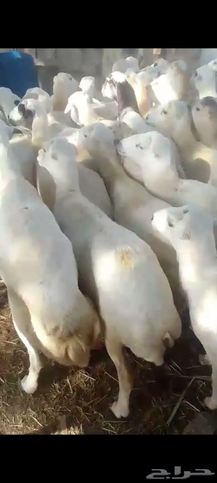 ضأن قرايب دفيع فااخره على شرط فحص سونار العدد60راس مراح واحد 2