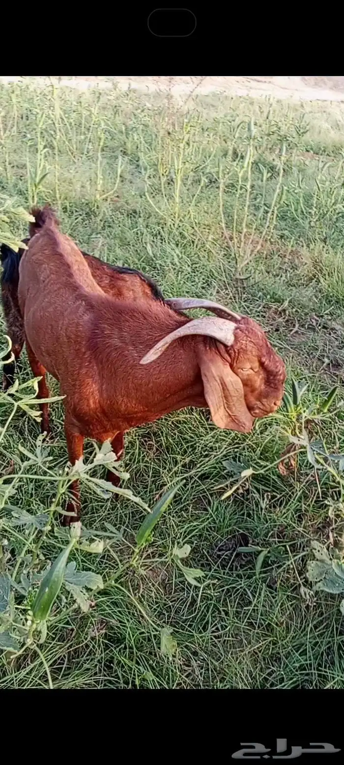 تيس ادهم مطور مشروط 4