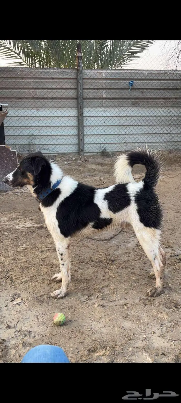 للبيع كلب بلدي شرس ينفع حق حراسه 0