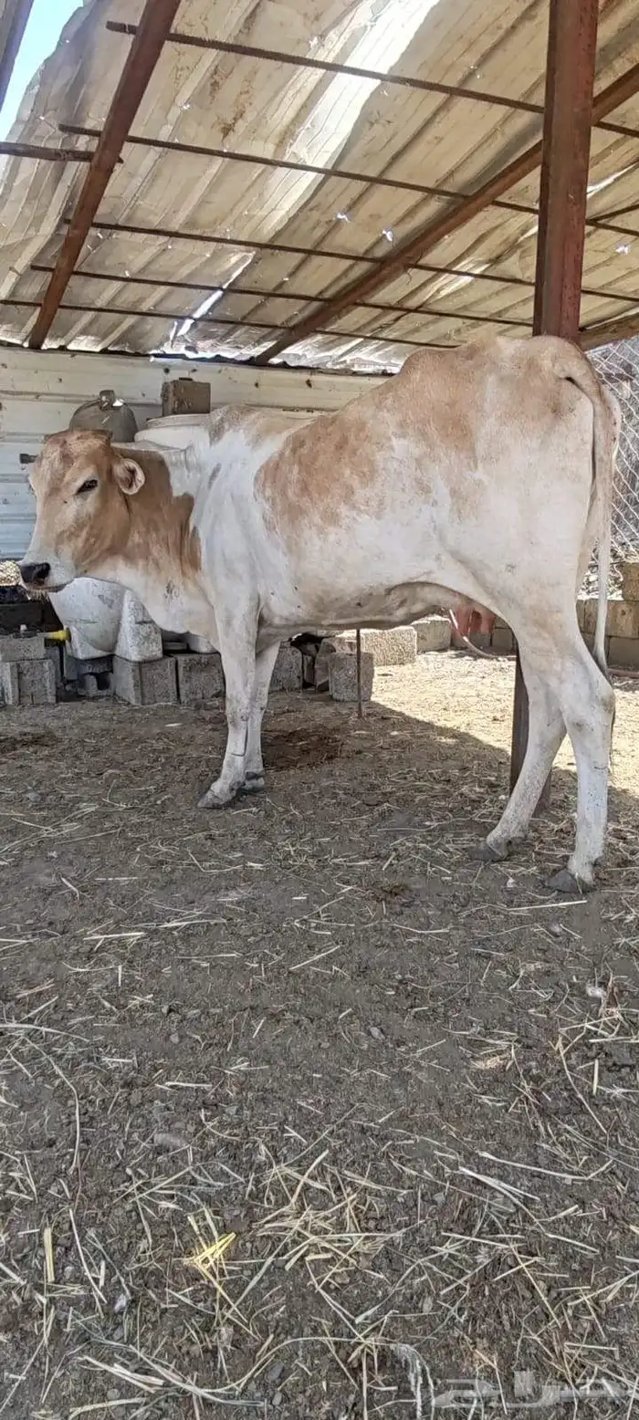 بقرة منتوج 4