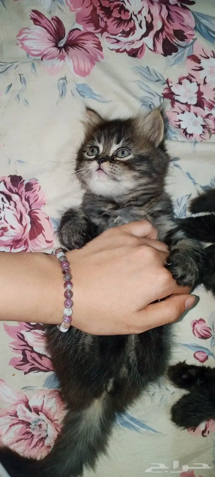 3 كيتن سكواتش ستريت للبيع 0