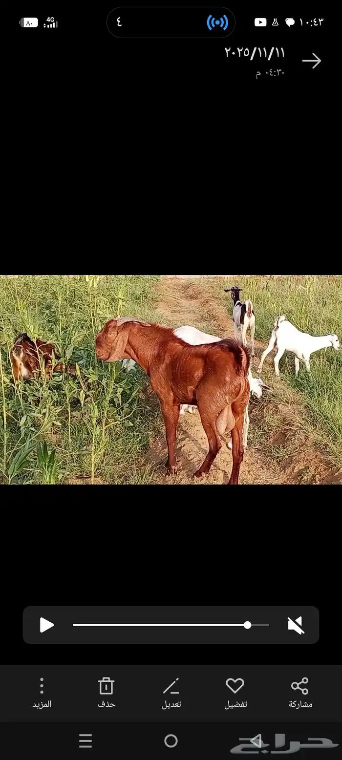 تيس ادهم مطور مشروط 6