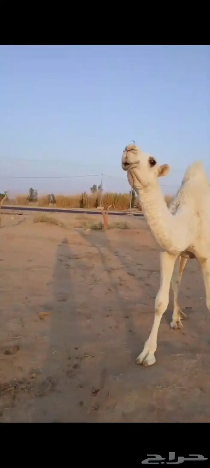 قعود وبكره 8