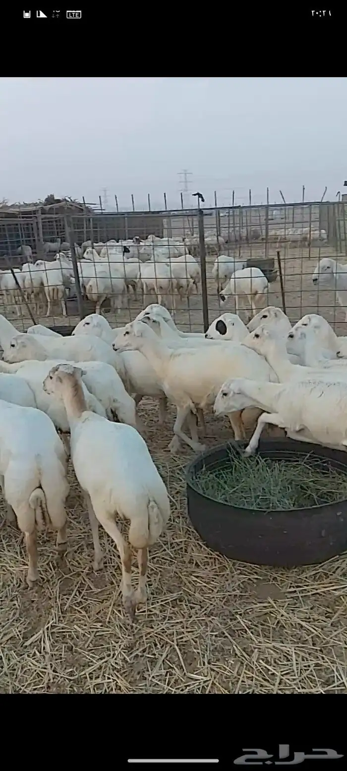 عشرين رخال جذعات من 1050 3