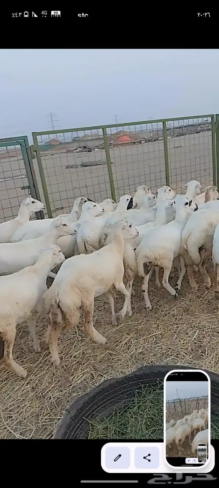 عشرين رخال جذعات من 1050 4