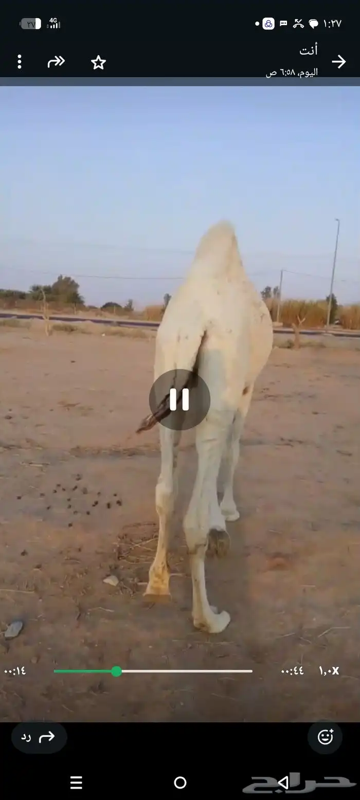 قعود وبكره 2