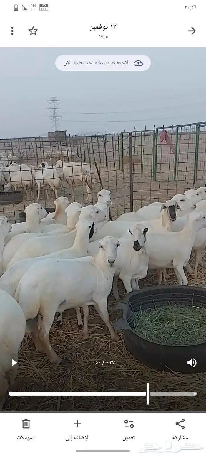 عشرين رخال جذعات من 1050 2