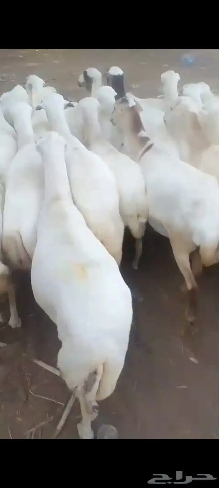 ضأن قرايب دفيع فااخره على شرط فحص سونار العدد60راس مراح واحد 6