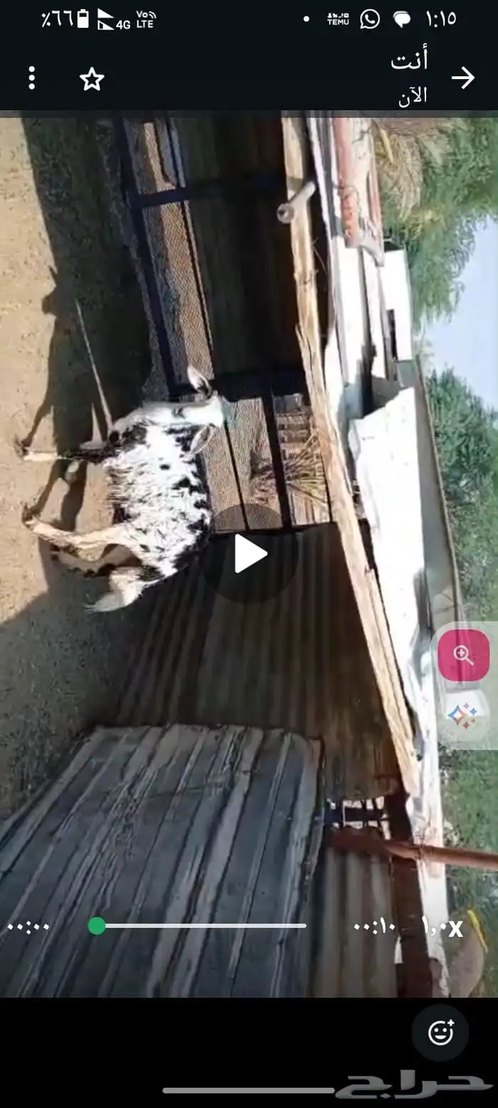 رخل مشروكة 0