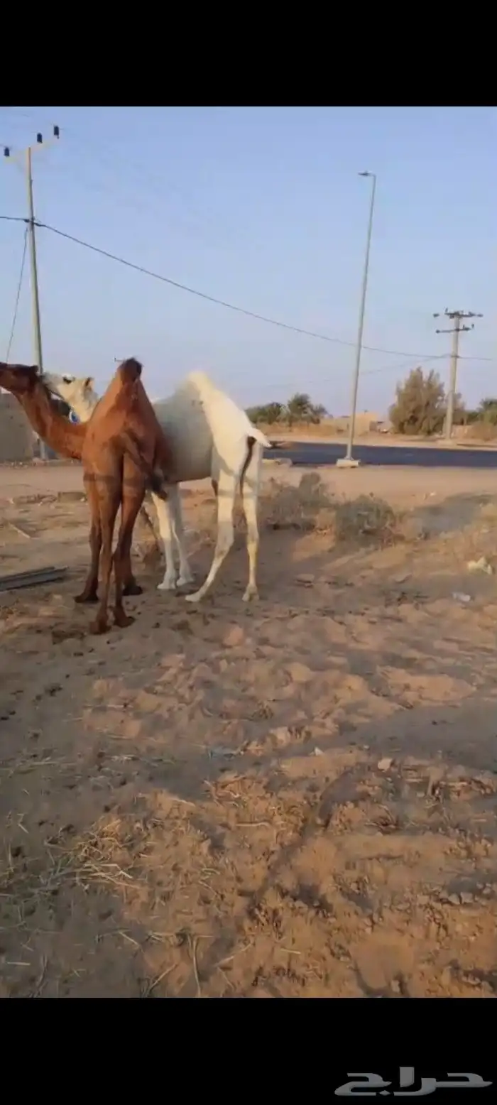 قعود وبكره 14