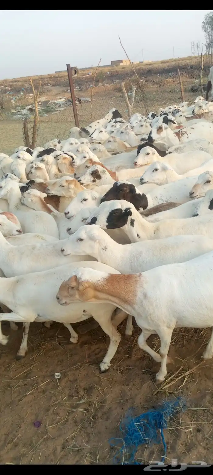 ضان رفيدي قرايب الا شرط العدد ميه..غنم دهم بلدي قرايب وماتج 0