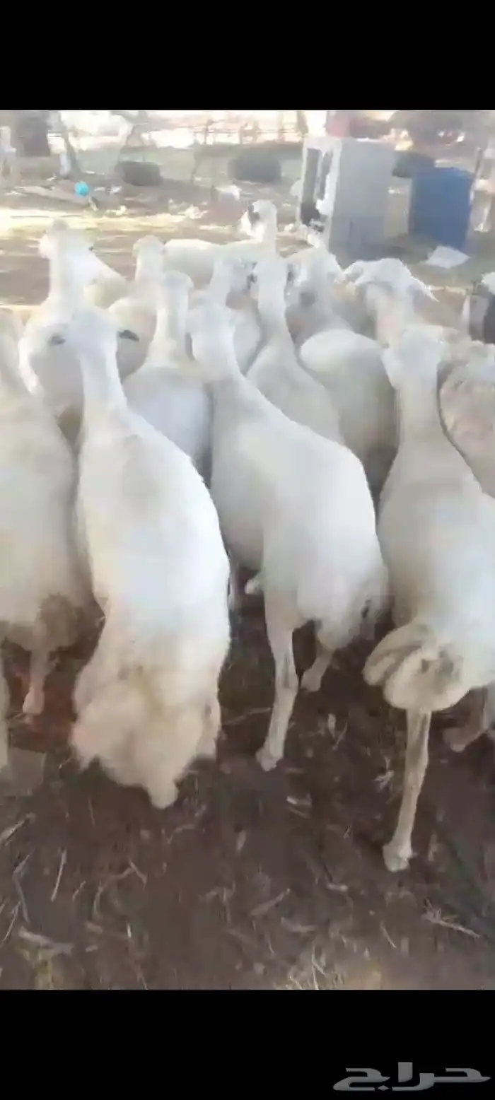 ضأن قرايب دفيع فااخره على شرط فحص سونار العدد60راس مراح واحد 4