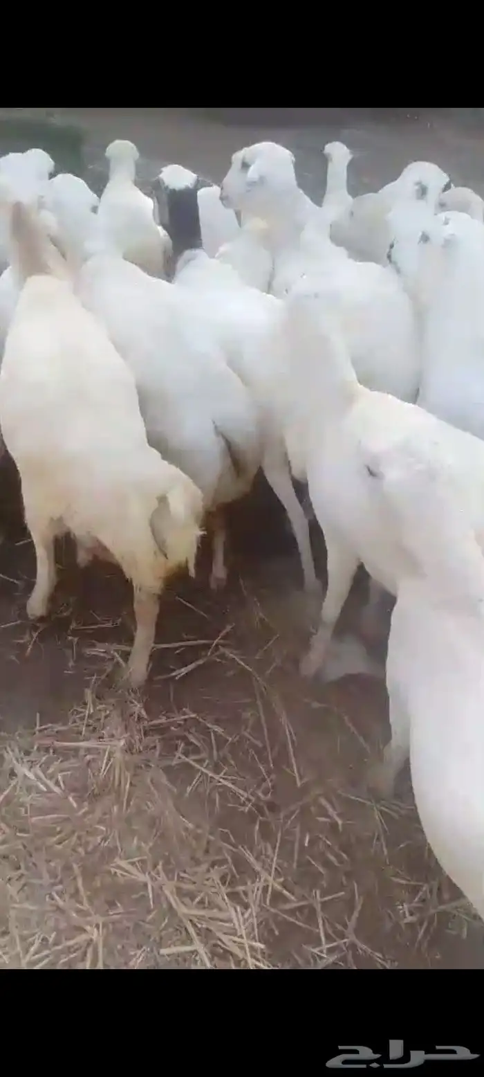 ضأن قرايب دفيع فااخره على شرط فحص سونار العدد60راس مراح واحد 9