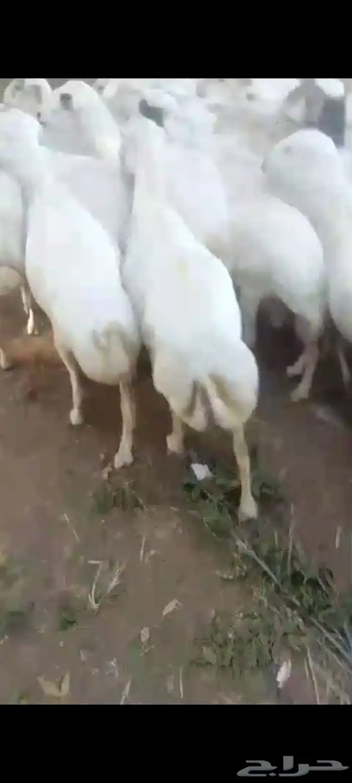 ضأن قرايب دفيع فااخره على شرط فحص سونار العدد60راس مراح واحد 8