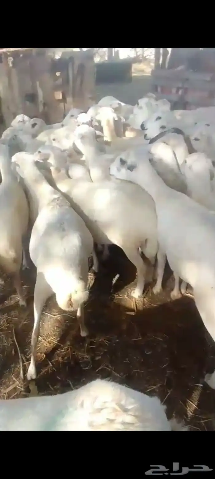 ضأن قرايب دفيع فااخره على شرط فحص سونار العدد60راس مراح واحد 0