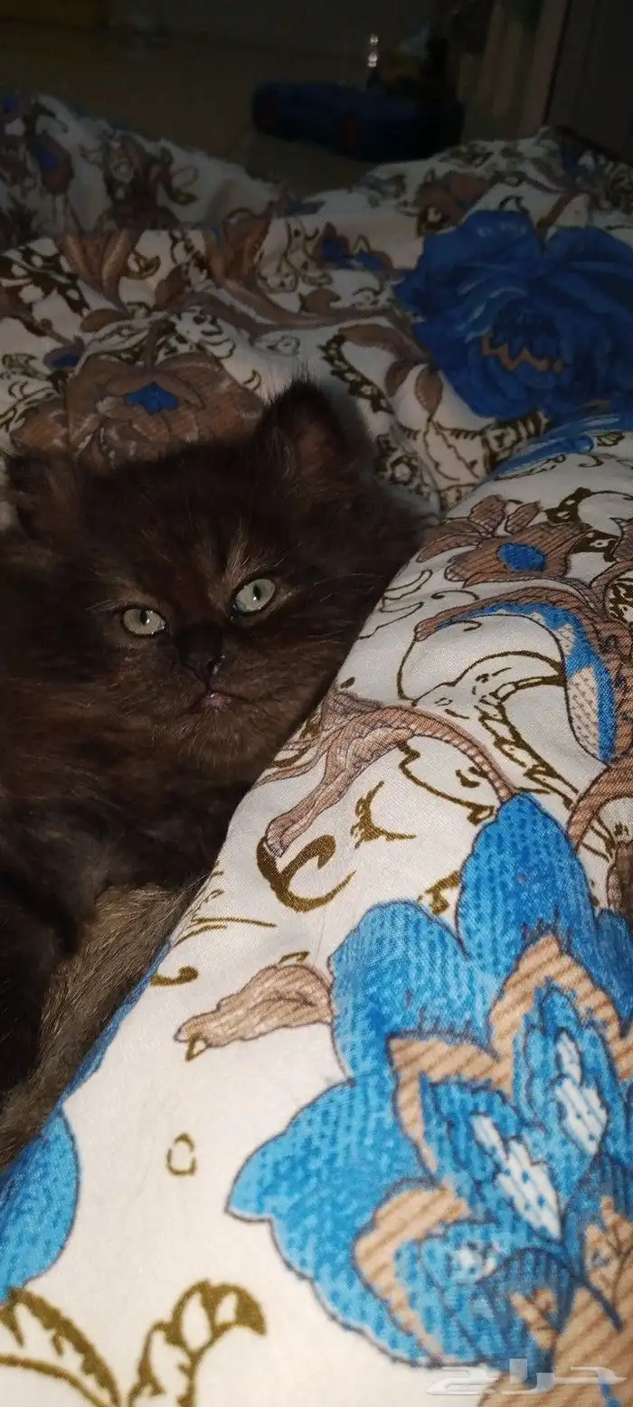 3 كيتن سكواتش ستريت للبيع 5