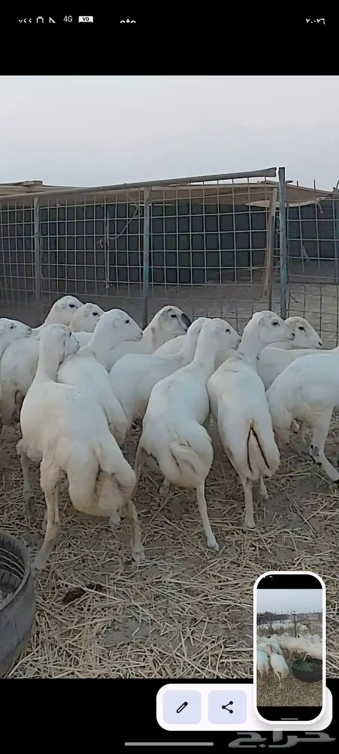 عشرين رخال جذعات من 1050 1