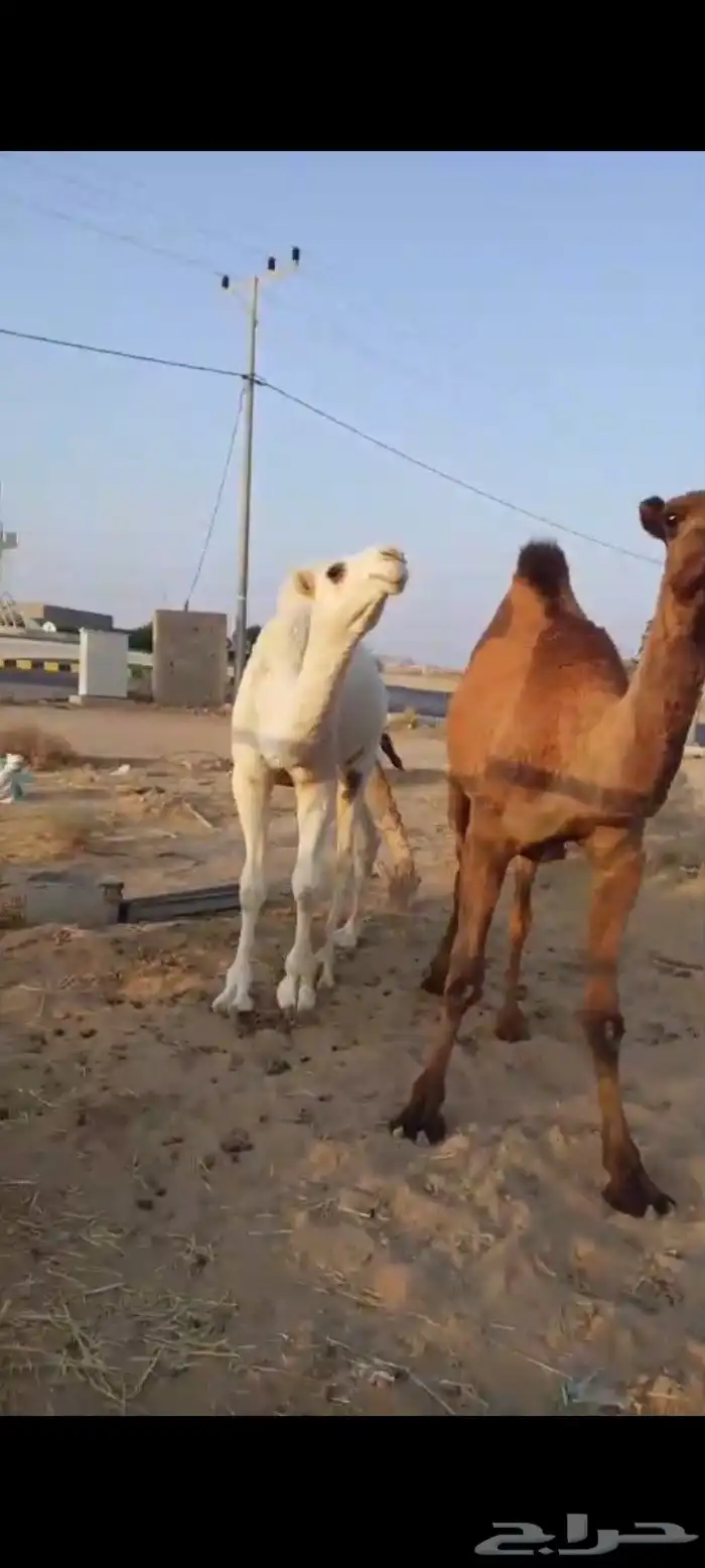 قعود وبكره 10