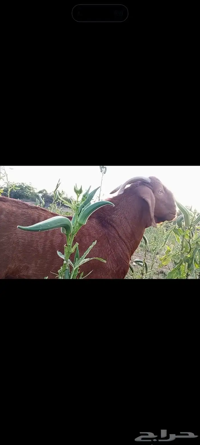 تيس ادهم مطور مشروط 0