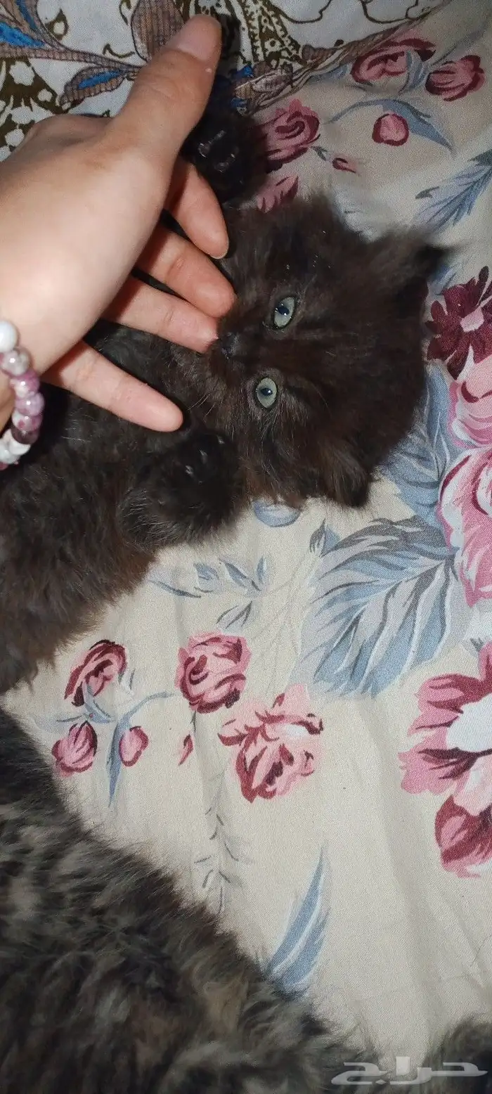 3 كيتن سكواتش ستريت للبيع 1