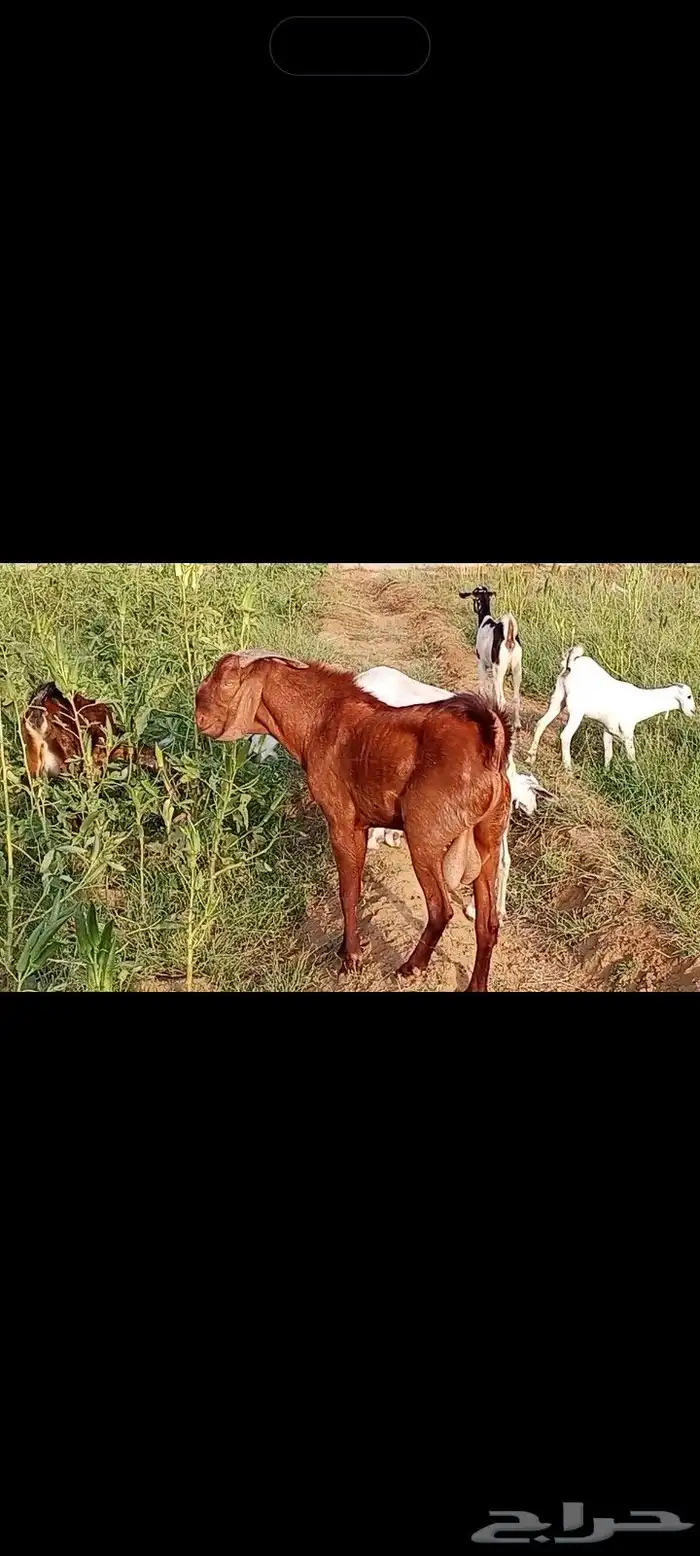 تيس ادهم مطور مشروط 3