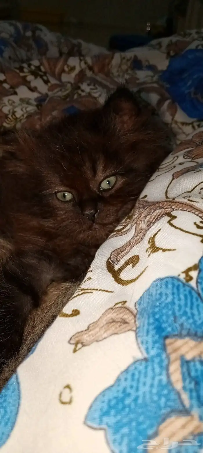 3 كيتن سكواتش ستريت للبيع 3