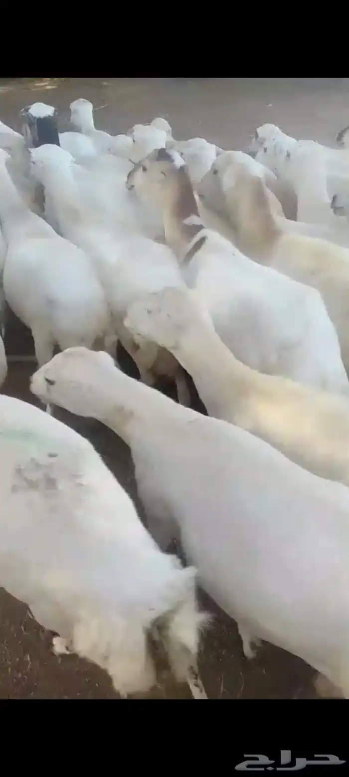 ضأن قرايب دفيع فااخره على شرط فحص سونار العدد60راس مراح واحد 5