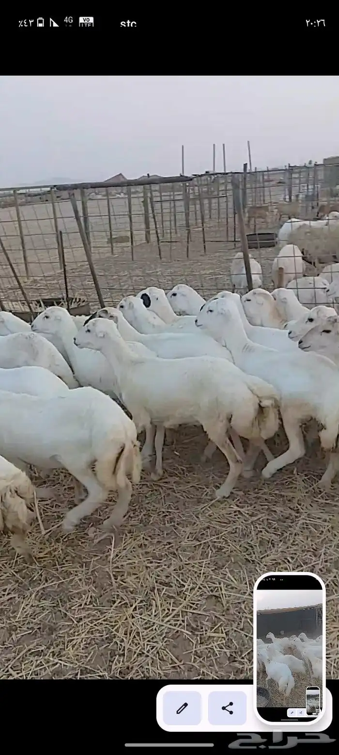 عشرين رخال جذعات من 1050 5